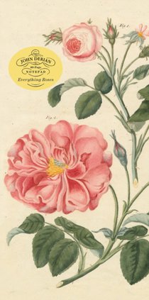 John Derian Paper Goods: Everything Roses Notepad voorzijde