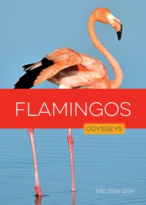 Flamingos