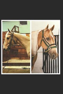 Faces Of Rescue: True stories of horse rescue