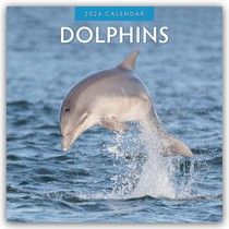 Dolphins 2026 Square Wall Calendar