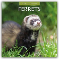 Ferrets 2026 Square Wall Calendar