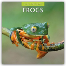 Frogs 2026 Square Wall Calendar