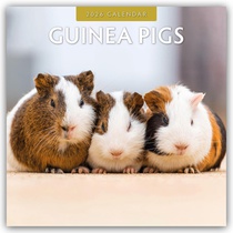 Guinea Pigs  2026 Square Wall Calendar