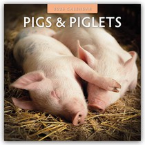 Pigs & Piglets 2026 Square Wall Calendar