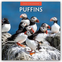 Puffins 2026 Square Wall Calendar