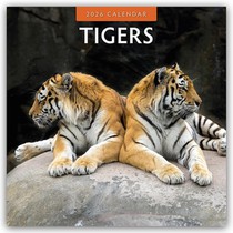 Tigers 2026 Square Wall Calendar