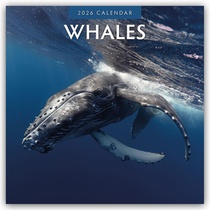 Whales 2026 Square Wall Calendar