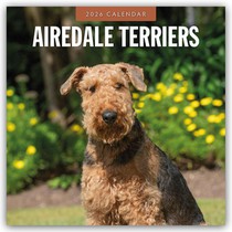 Airedale Terriers 2026 Square Wall Calendar
