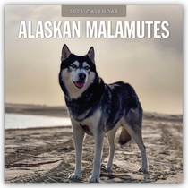 Alaskan Malamutes 2026 Square Wall Calendar