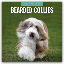Bearded Collies 2026 Square Wall Calendar