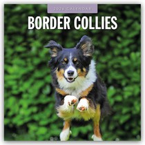 Border Collies 2026 Square Wall Calendar