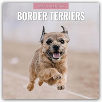 Border Terriers 2026 Square Wall Calendar