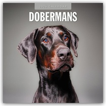 Dobermans 2026 Square Wall Calendar