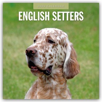 English Setters 2026 Square Wall Calendar