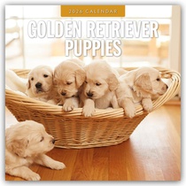 Golden Retriever Puppies 2026 Square Wall Calendar