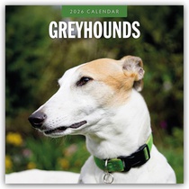 Greyhounds 2026 Square Wall Calendar