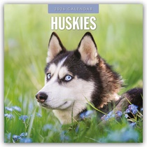 Huskies 2026 Square Wall Calendar