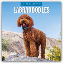 Labradoodles 2026 Square Wall Calendar