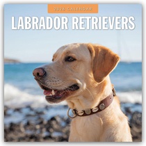 Labrador Retrievers 2026 Square Wall Calendar