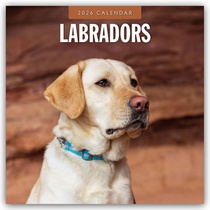 Labradors 2026 Square Wall Calendar