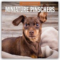 Miniature Pinschers 2026 Square Wall Calendar