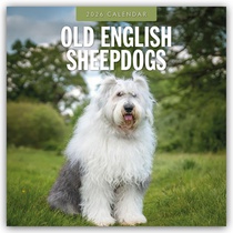 Old English Sheepdogs 2026 Square Wall Calendar