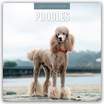 Poodles 2026 Square Wall Calendar