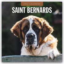 Saint Bernards 2026 Square Wall Calendar