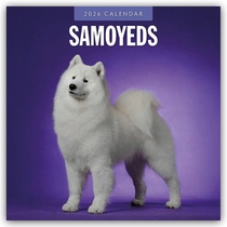 Samoyeds 2026 Square Wall Calendar