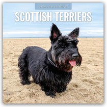 Scottish Terriers 2026 Square Wall Calendar