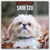 Shih Tzu 2026 Square Wall Calendar