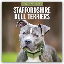 Staffordshire Bull Terriers 2026 Square Wall Calendar