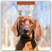 Vizslas 2026 Square Wall Calendar