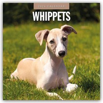 Whippets 2026 Square Wall Calendar