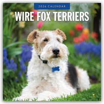 Wire Fox Terriers 2026 Square Wall Calendar