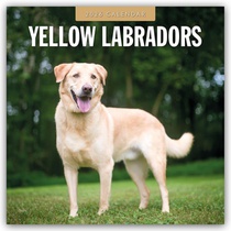 Yellow Labrador 2026 Square Wall Calendar