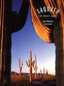 Saguaro: The Desert Giant
