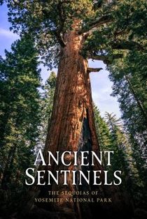 Ancient Sentinels: The Sequoias of Yosemite National Park