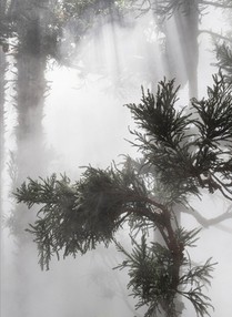 Ben Thorp Brown: Cura's Garden