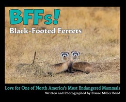 BFFs! Black-Footed Ferrets: Love for One of North Americas Most Endangered Mammals