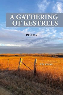 A GATHERING OF KESTRELS