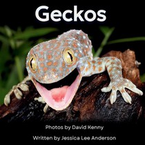 Geckos