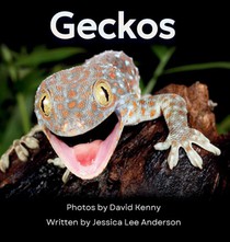 Geckos