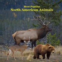 Most Popular North American Animals Kids Book: Children's book with Lifelike Pictures and Fun Facts about Animals