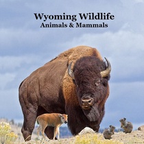 Wyoming Animals and Mammals Wildlife Book: Great Wyoming Animals book with Lifelike Images and Fun Facts