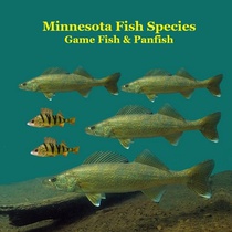 Marie, K: Minnesota Game Fish and Panfish Species Kids Book