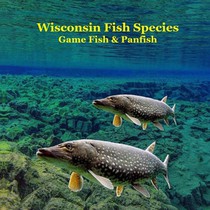 Marie, K: Wisconsin Game Fish and Panfish Species Kids Book