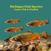Marie, K: Michigan Game Fish and Panfish Species Kids Book