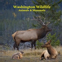 Washington State Animals and Mammals Kids Wildlife Book: Great Washington State Animals book with Lifelike Images and Fun Facts