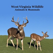 Marie, K: West Virginia Animals and Mammals Kids Wildlife Bo